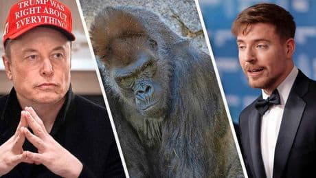 Experts buigen zich over trending vraag of 100 mannen één gorilla kunnen verslaan: ’Niet iedereen overleeft’