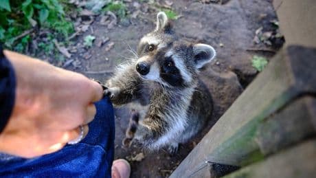 Deadly rabies cases pose public health threat across US, experts warn