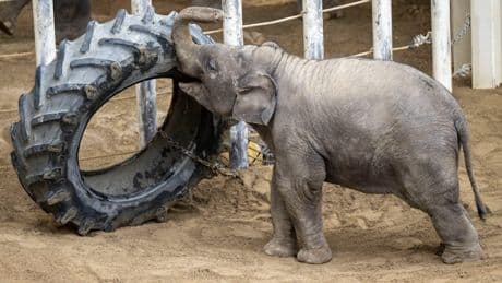 Tier-Drama im Münchner Zoo Hellabrunn - Elefant Otto stirbt an Herpes