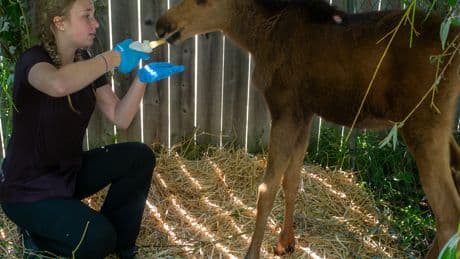 A Rescue Center for Small Wild Animals Looks to Place a Blind Moose Calf