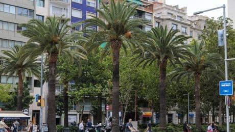 Barcelona comprará otros 3.600 árboles y 500 palmeras