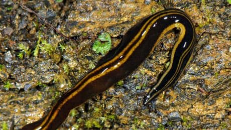 Achtung vor diesem Tier - Giftiger Wurm in Deutschland