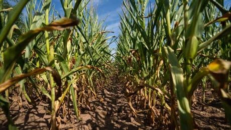 Landwirtschaft: Deutlich weniger Mais, dafür mehr Winterweizen