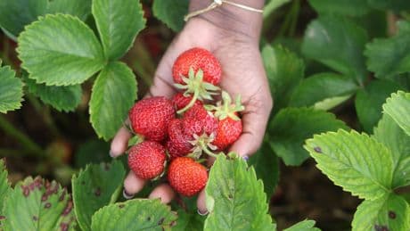 Erdbeeren: Diese alten Sorten laden zu einer kulinarischen Zeitreise ein
