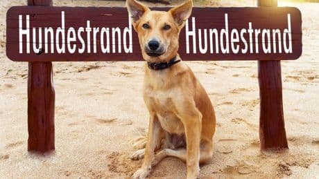 Tierfreundliche Campingplätze: Worauf Tierbesitzer achten sollten