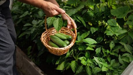 Gurken ernten: Das ist die beste Erntezeit