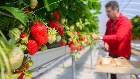 Landwirtschaft: Erdbeerernte läuft an - Früchte in "Top-Qualität" erwartet