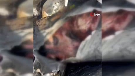 Osmangazi'de hayvan katliamı sosyal medyada tepki çekti