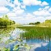 Rare and secretive creatures not seen in 33 years are found lurking in Florida wetlands