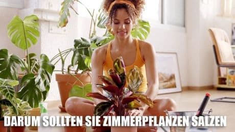 Braune Blätter: Welche Pflege Zimmerpflanzen jetzt rettet
