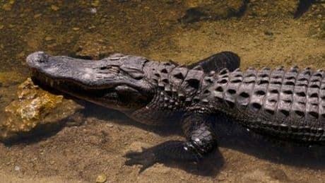 Vechta: Kein Alligator im Regenrückhaltebecken – Video war ein Fake