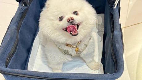 Zhao Xintong spent 2024 World Snooker Championship pushing fluffy Pomeranian around in a PRAM during ban