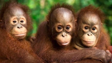 Orang-Utans schützen – vom Frühstück bis zur Fernreise