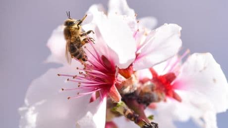 "Les résultats sont effarants": effondrement "alarmant" de la présence d'insectes au Royaume-Uni