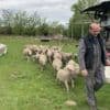 Cheptels décimés, retards de croissance... À la veille du week-end de Pâques, les éleveurs de brebis peinent à enrayer les conséquences des différentes épizooties
