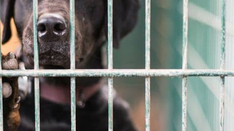 Überfüllte Katzenhäuser und Hundezwinger: Deutsche Tierheime in Not