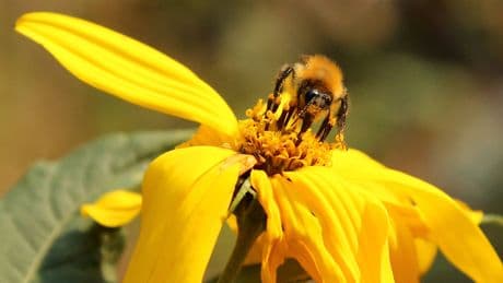 Besser als ein Insektenhotel: Warum Sie ein Sandarium im Garten anlegen sollten