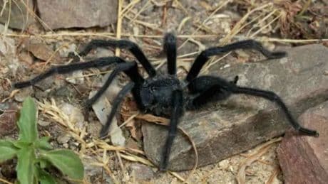 Nueva tarántula con &quot;genitales&quot; gigantes que le salvan la vida al aparearse