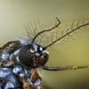 Insecte des villes, arrivé par le Sud, qui se déplace grâce aux voitures… Visualisez comment le moustique tigre colonise la France hexagonale