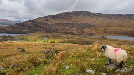Lamb dead and three others 'chased into sea' by dogs in Highland town