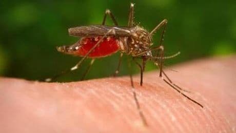 Allarme West Nile per le zanzare a Staglieno, nessun provvedimento sui fiori
