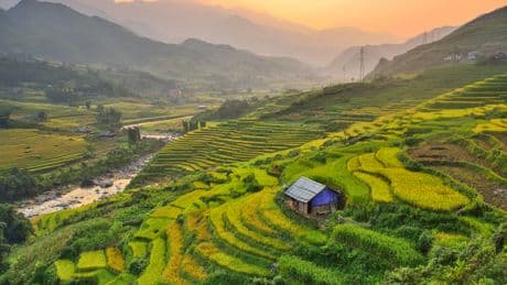 El precio del arroz cae al nivel más bajo en ocho años por las buenas cosechas