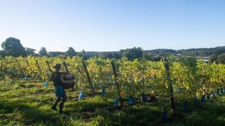 Le vin français de demain sera-t-il breton ?