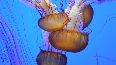 Allarme meduse nei mari italiani: ecco le 3 specie da cui stare alla larga quest’estate