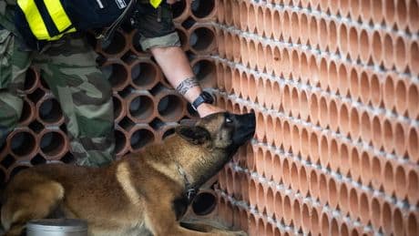 Téléphones, ordinateurs, clés USB... Les "e-dogs", ces chiens gendarmes capables de flairer le matériel électronique