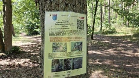 Gefährliche Raupen breiten sich in Berlin aus – mit diesen Folgen