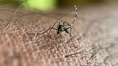 Chikungunya : une circulation active du virus très précoce en métropole