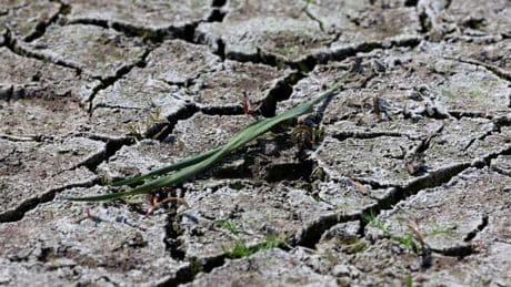 Nach Wasser lechzende Pflanzen: Monate fast ohne Regen - Droht ein schlimmer Dürresommer?