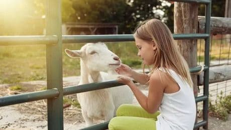 Warning to parents over petting zoos as E.coli infections surge in children