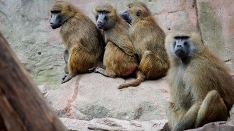 Nürnberg: Geplante Affen-Tötungen: Tierschützer ketten sich im Zoo an