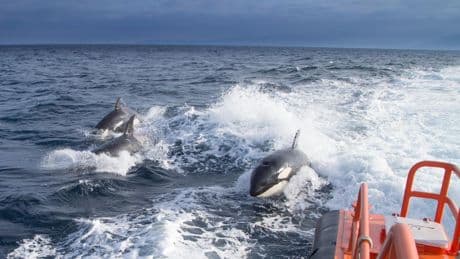 Orcas vengativas, cisnes asesinos y otras historias de animales que plantan cara al ser humano