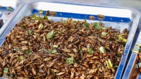 Las claves del ‘boom’ de los insectos para comer: "cremosos" en crudo y "crujientes" cocinados
