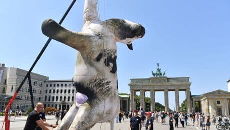 Protest: Kuh-Attrappe am Brandenburger Tor