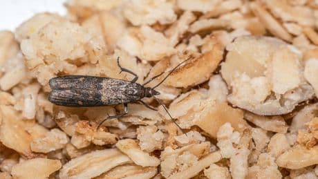 Alles voll mit Lebensmittelmotten? Fast alle greifen zu Sprays – dabei reicht ein Insekt