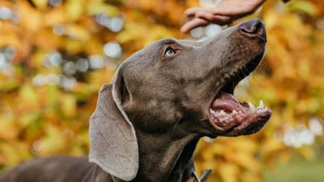 A FONDO | Cuando los perros desconfían de alguien, ¿qué dice la ciencia sobre esta conducta?