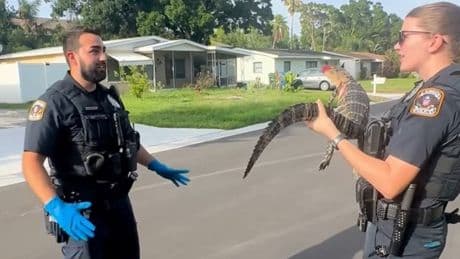 Newly hired cop from New York encounters baby alligator in Florida and leaves internet roaring in laughter