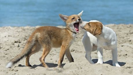 Fuchsbandwurm-Infektionen steigen stark an: Warum Sie jetzt Ihren Hund schützen sollten