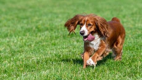'Entitled neighbour lets dog run around my garden and made outrageous demand'