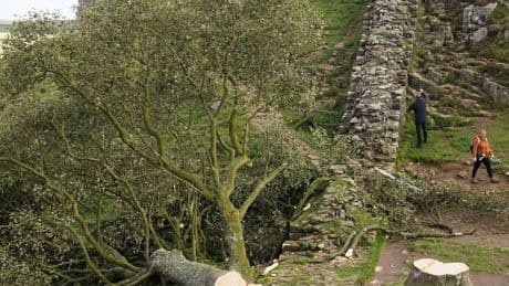 Bekannt aus dem Film „Robin Hood“: Täter fällen betrunken ikonischen Baum — mehrjährige Haftstrafen