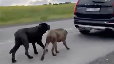 An Anhänger-Kupplung - Tierquäler zieht Hunde 2 Kilometer hinter Auto her