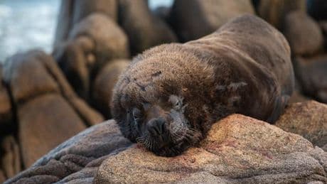 En Uruguay, le juteux business de la vente d’otaries