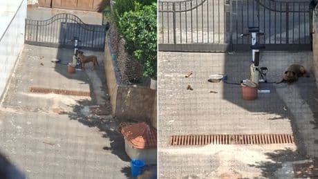 Il cane lasciato al sole muore di stenti: la padrona era partita per le vacanze. «Atroci sofferenze per almeno due giorni»