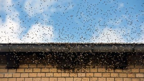 Tiere: Bienenschwarm sorgt für Aufregung auf Trierer Hauptmarkt