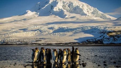 US-Zölle: „Arme alte Pinguine, ich weiß nicht, was sie Trump getan haben“