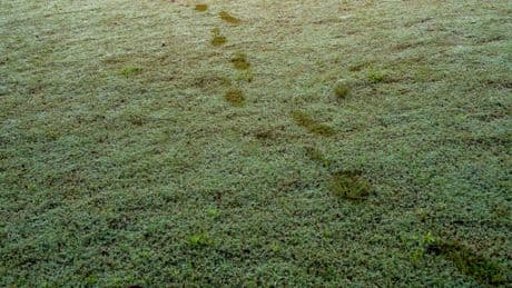 UK Gardeners Warned To Check For Footprints On Their Lawn