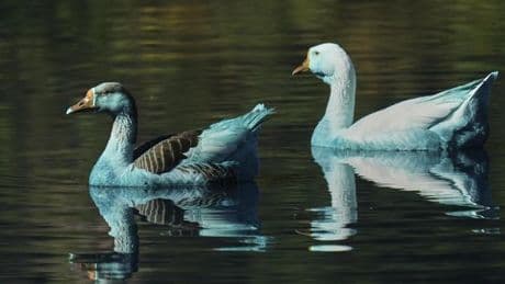 Blau gefärbte Enten in Brasilien aus Teich gerettet